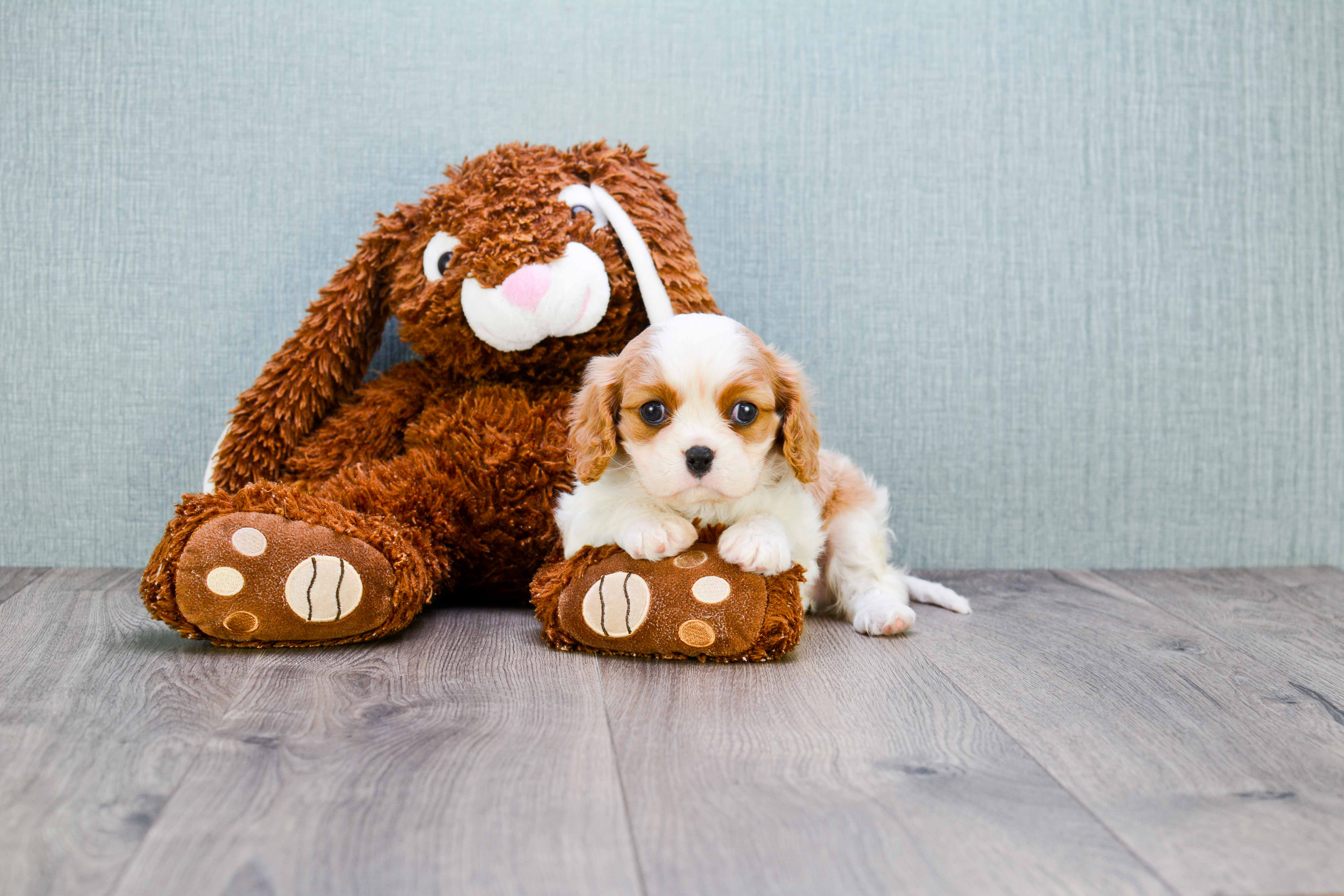 Cavalier King Charles Spaniel Puppy for Adoption