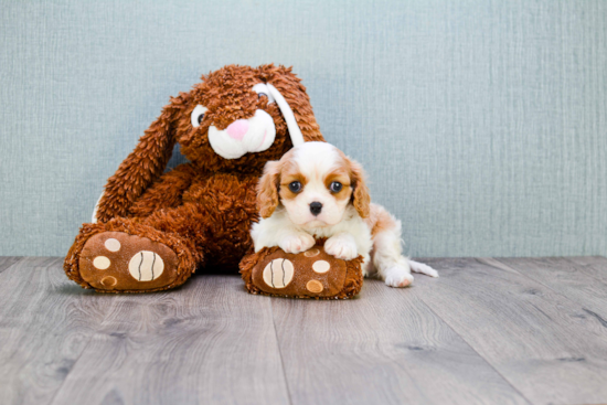 Cavalier King Charles Spaniel Puppy for Adoption