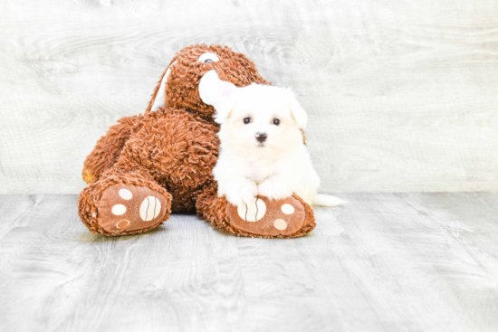 Funny Maltese Purebred Pup