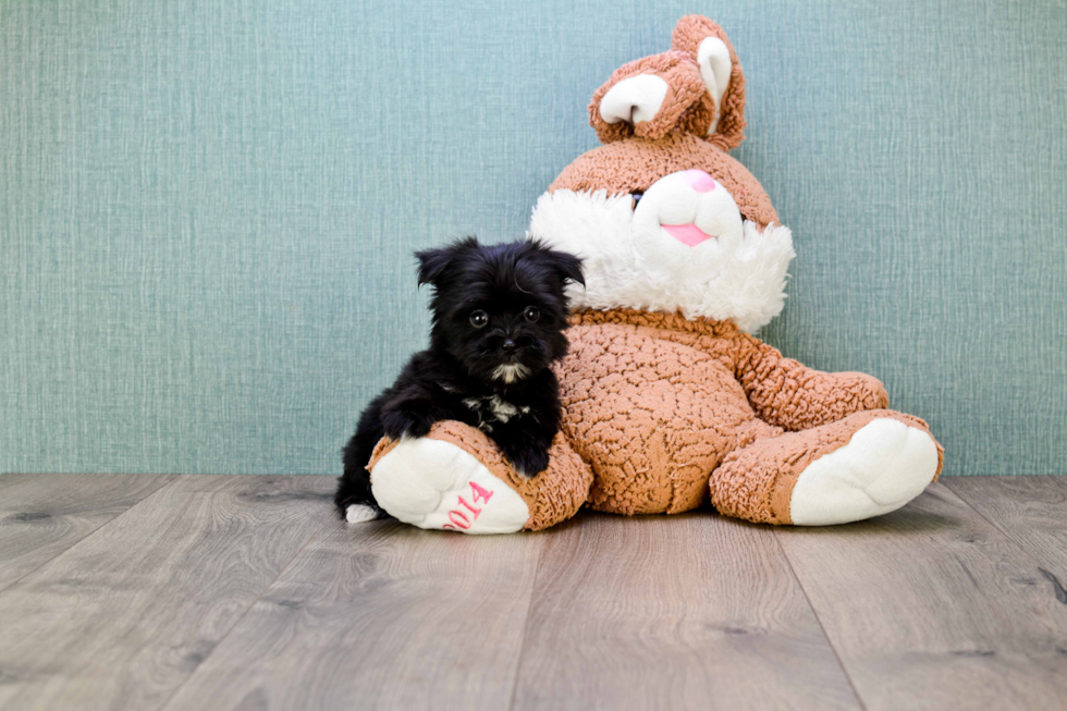 Hypoallergenic Yorkie Designer Puppy