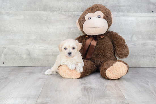 Cute Maltipoo Baby