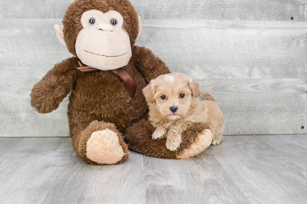 Sweet Maltipoo Baby