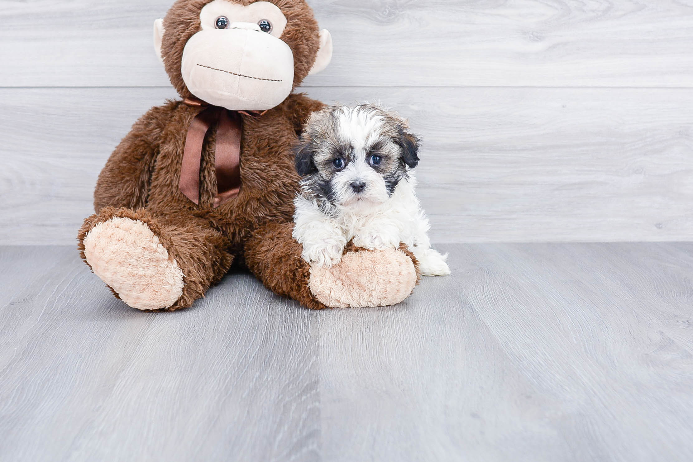Best Havanese Baby