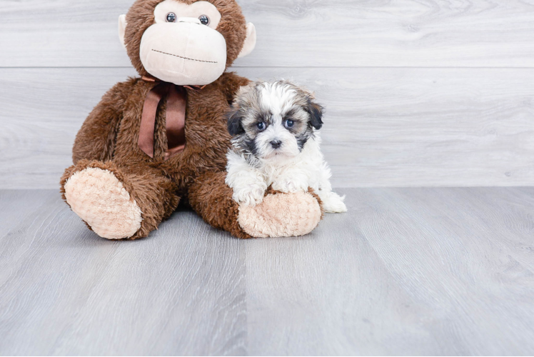 Best Havanese Baby