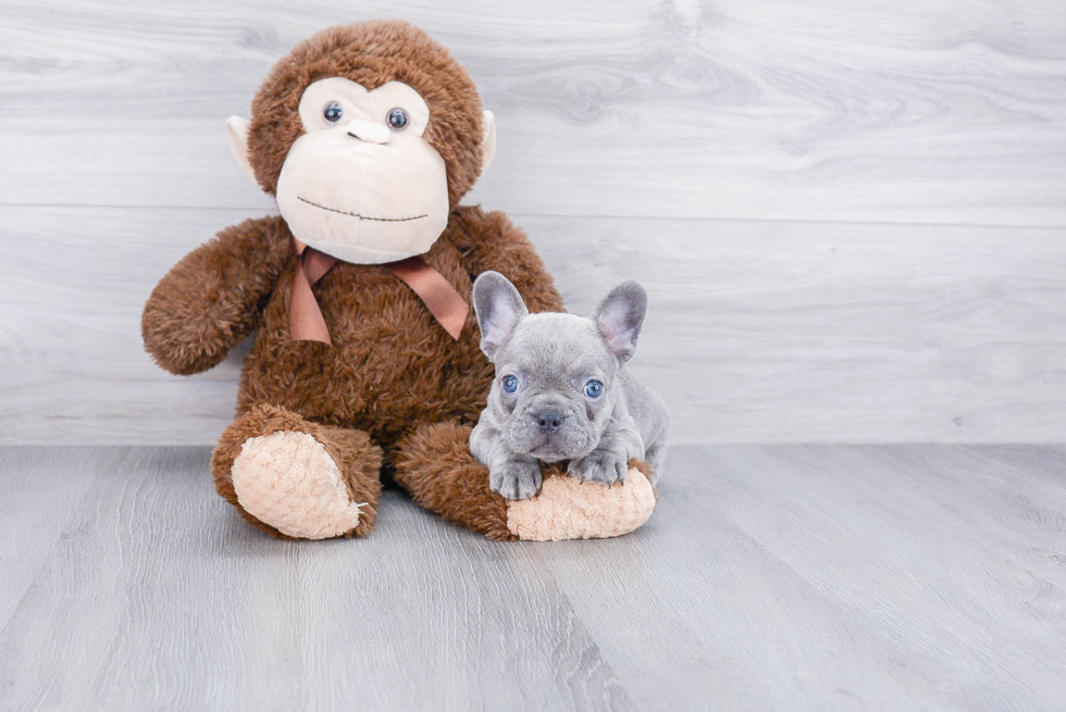 Best French Bulldog Baby