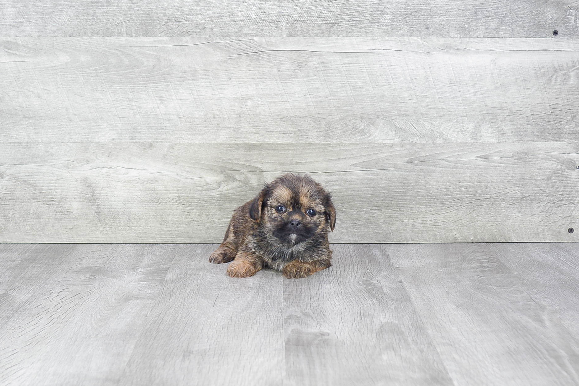 Shorkie Pup Being Cute