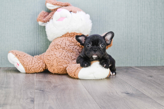 French Bulldog Pup Being Cute