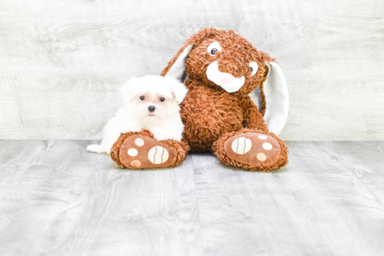 Maltese Pup Being Cute