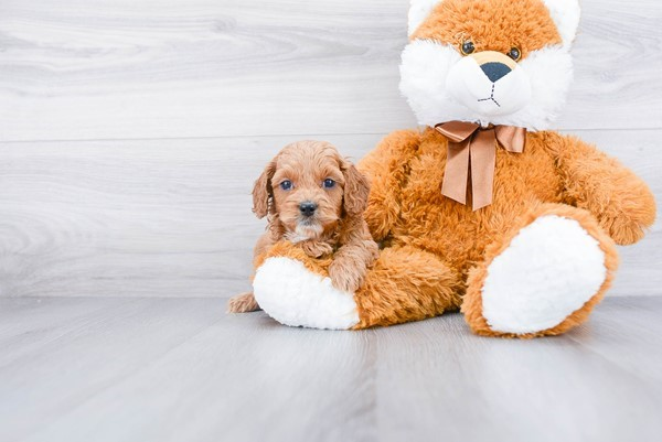 Cockapoo Puppy for Adoption