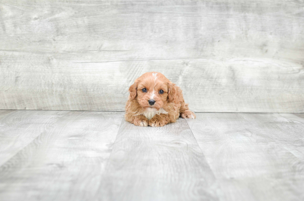 Playful Cavoodle Poodle Mix Puppy