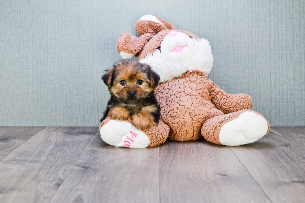 Best Morkie Baby