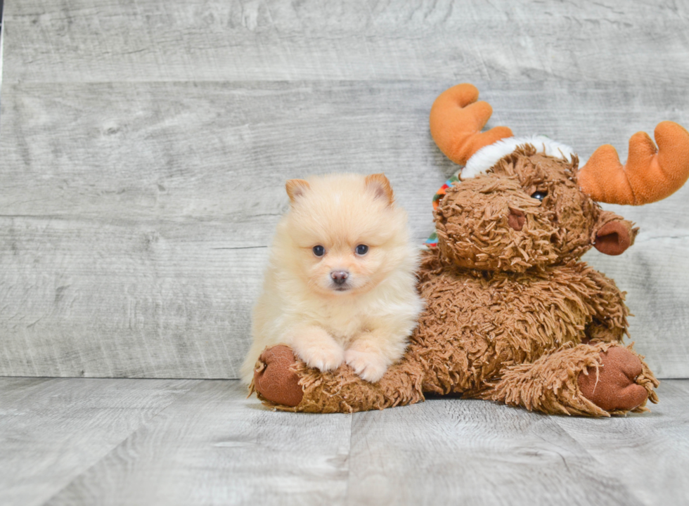 Adorable Pomeranian Purebred Puppy