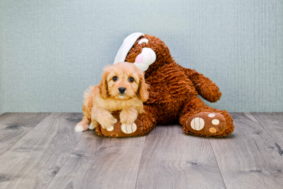 Cavapoo Pup Being Cute