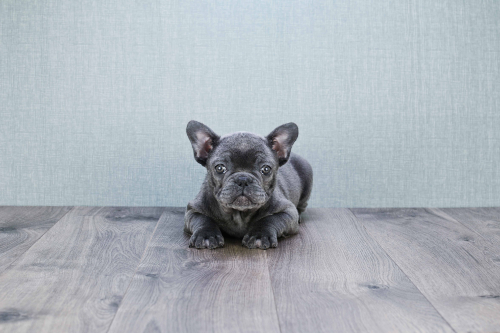 French Bulldog Pup Being Cute