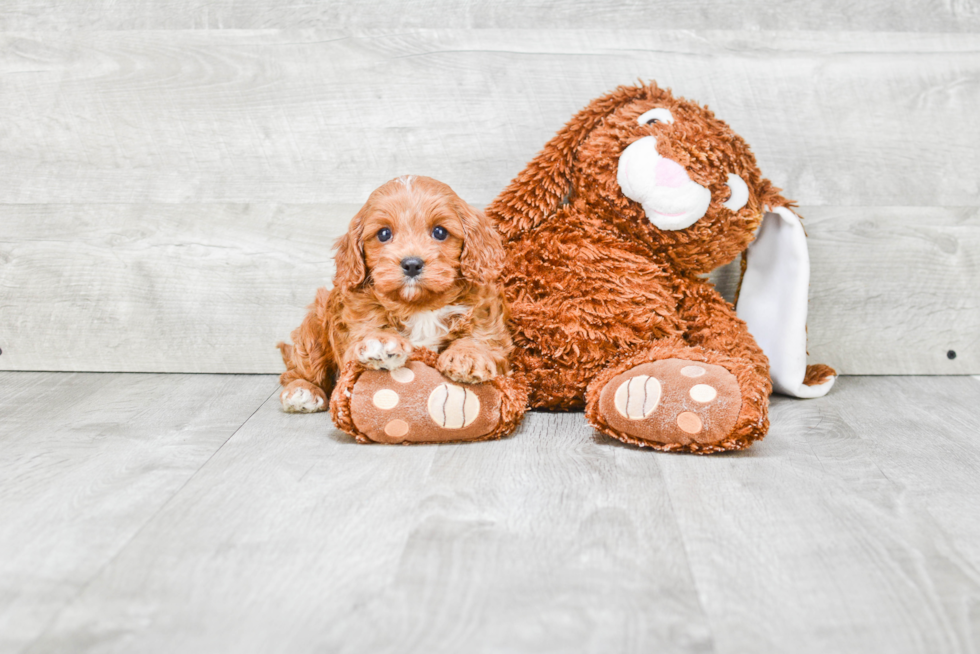 Fluffy Cavapoo Poodle Mix Pup