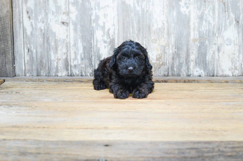 Smart Cavapoo Poodle Mix Pup