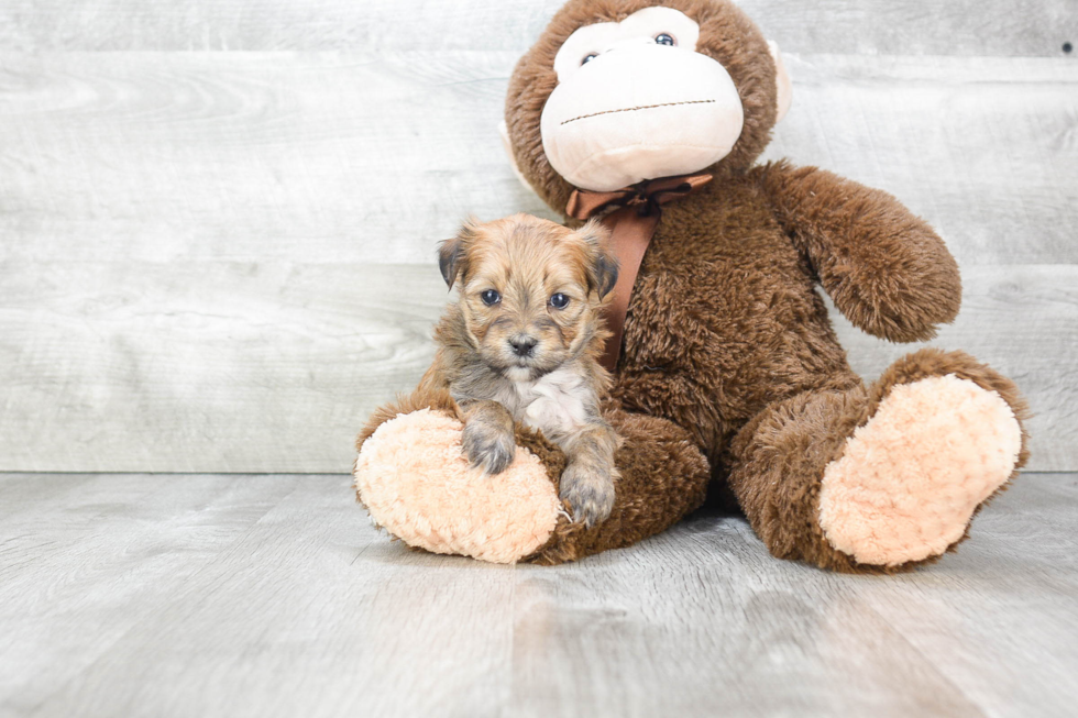 Adorable Yorkie Designer Puppy