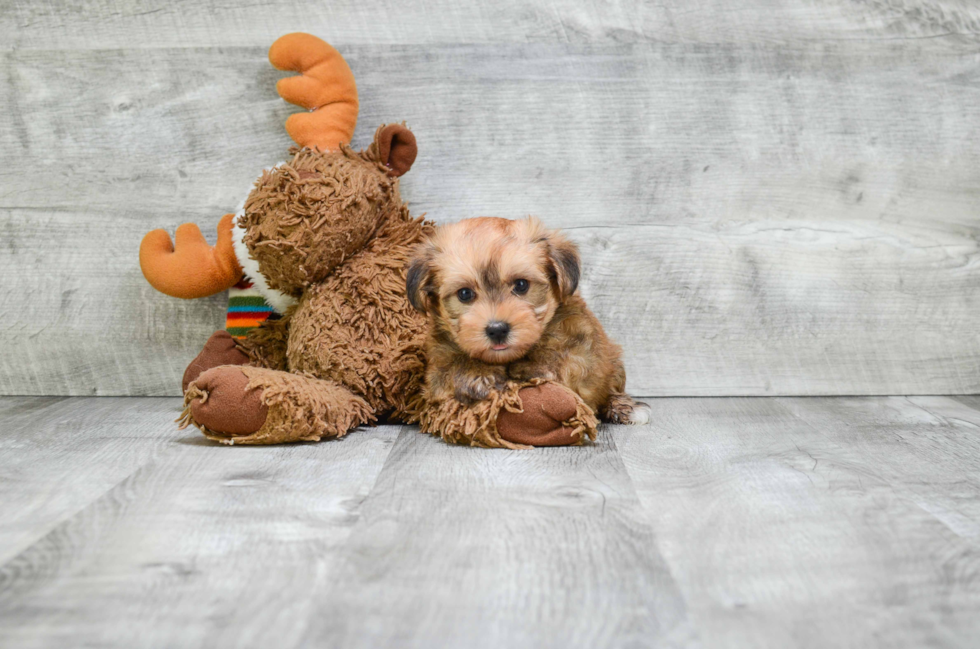 Morkie Pup Being Cute