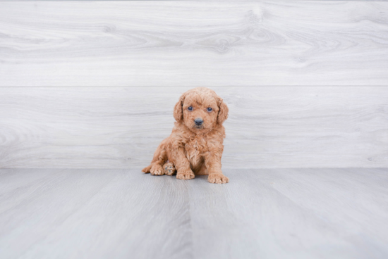 Small Mini Goldendoodle Baby