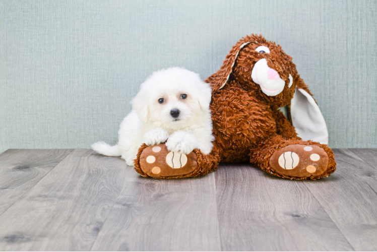 Bichon Frise Pup Being Cute