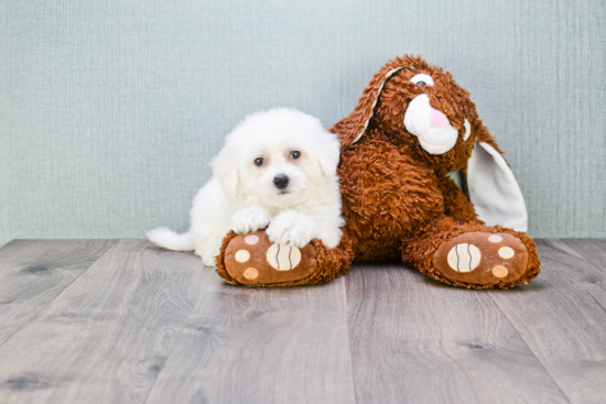 Bichon Frise Pup Being Cute