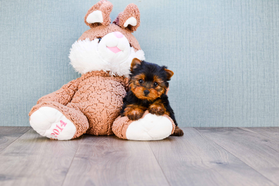 Meet Giselle - our Yorkshire Terrier Puppy Photo 