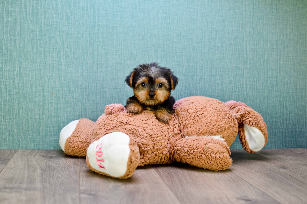 Meet Victoria - our Yorkshire Terrier Puppy Photo 