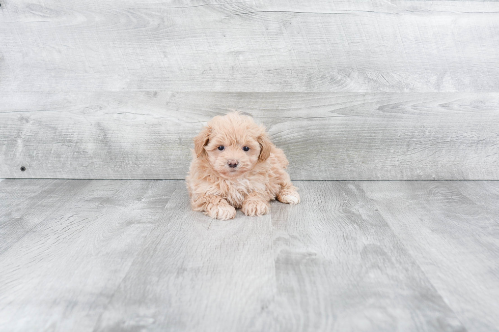 Maltipoo Puppy for Adoption