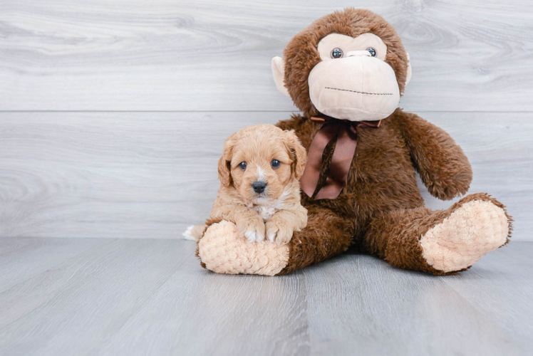 Best Cavapoo Baby