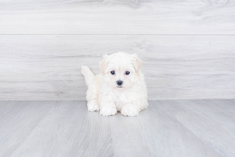 Maltipoo Puppy for Adoption