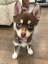  Puppy For Sale Premier Pups