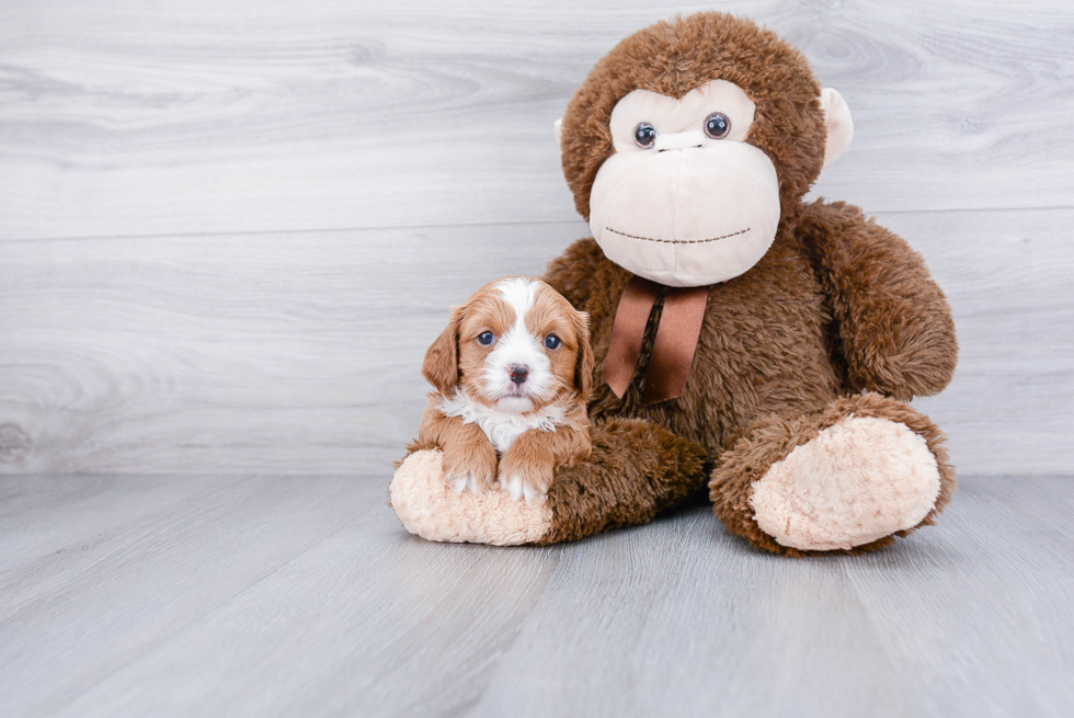 Best Cavapoo Baby