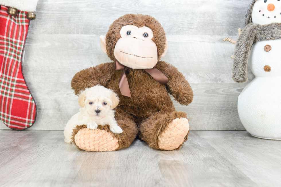 Popular Maltipoo Poodle Mix Pup