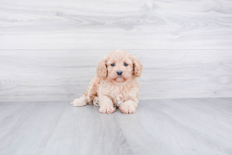 Sweet Cavapoo Baby