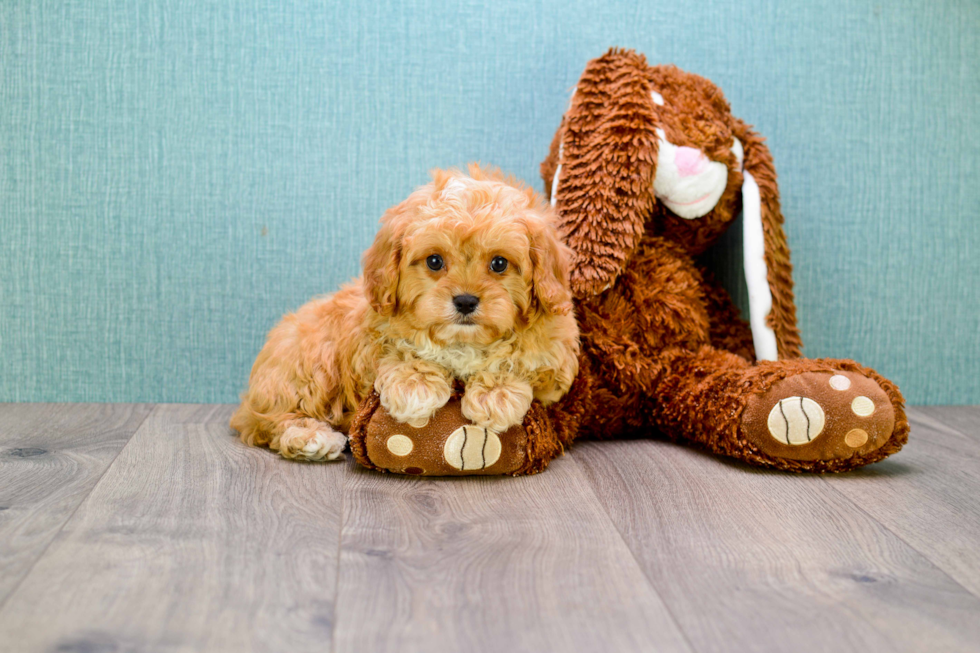 Cavapoo Puppy for Adoption