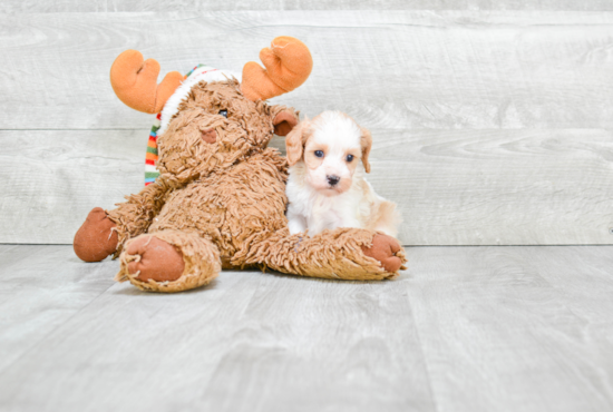 Popular Cavapoo Poodle Mix Pup