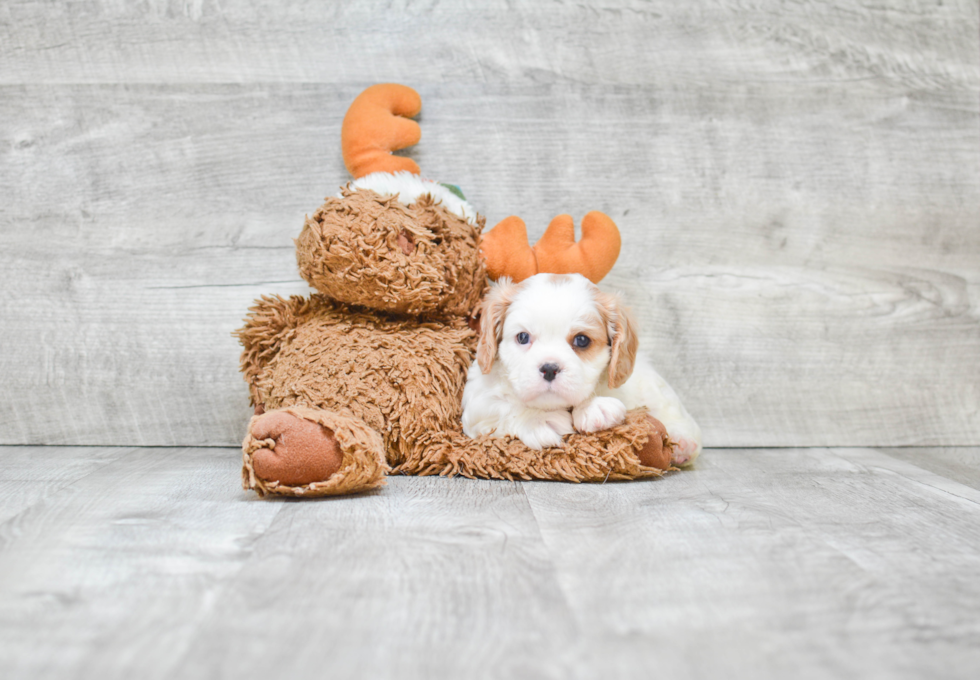 Best Cavalier King Charles Spaniel Baby