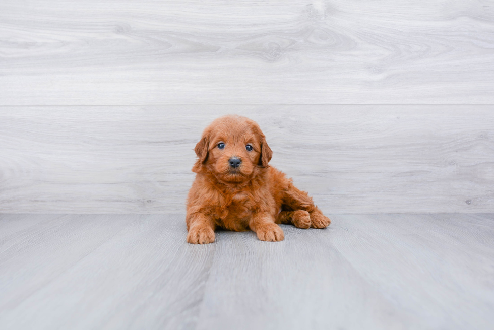 Petite Mini Goldendoodle Poodle Mix Pup