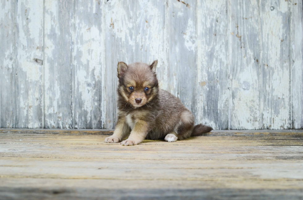 Pomsky Puppy for Adoption