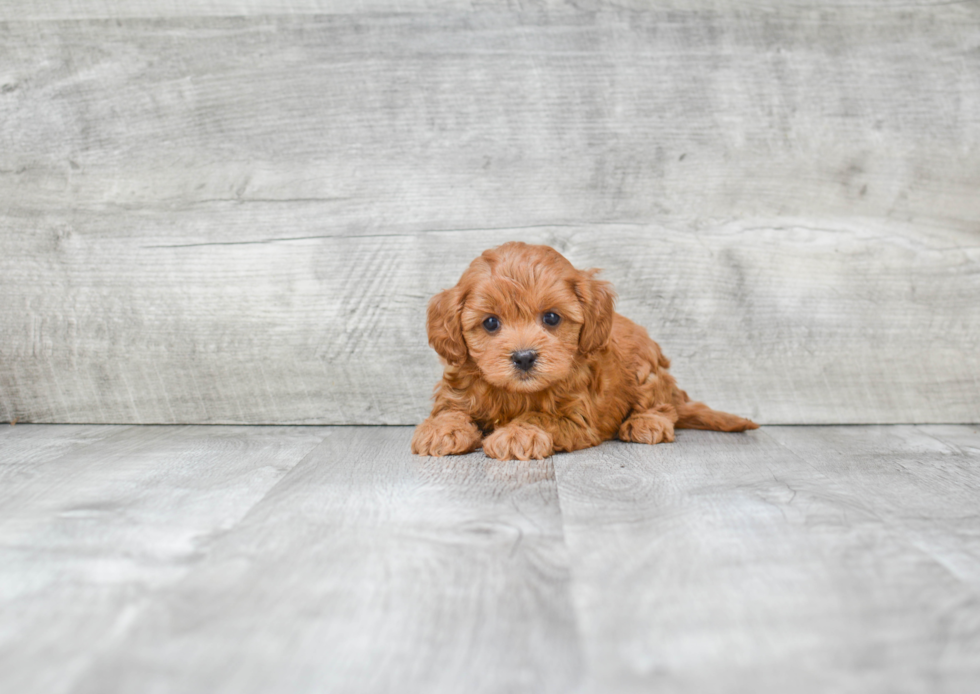 Cavapoo Pup Being Cute