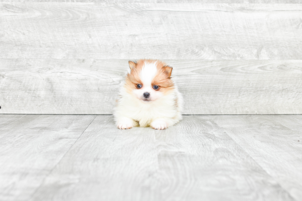 Small Pomeranian Purebred Pup