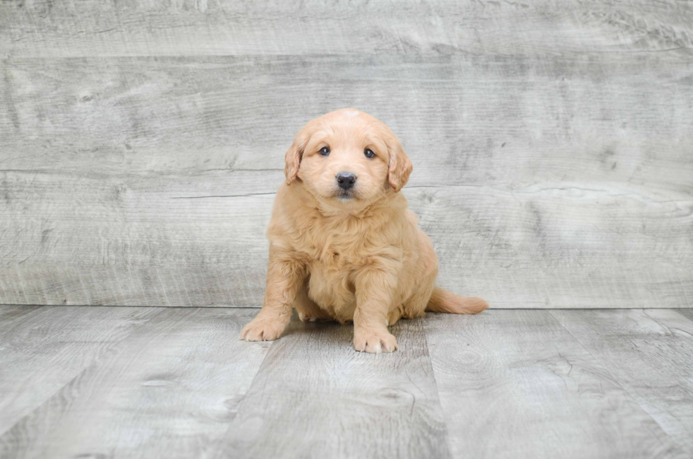 Smart Mini Goldendoodle Poodle Mix Pup