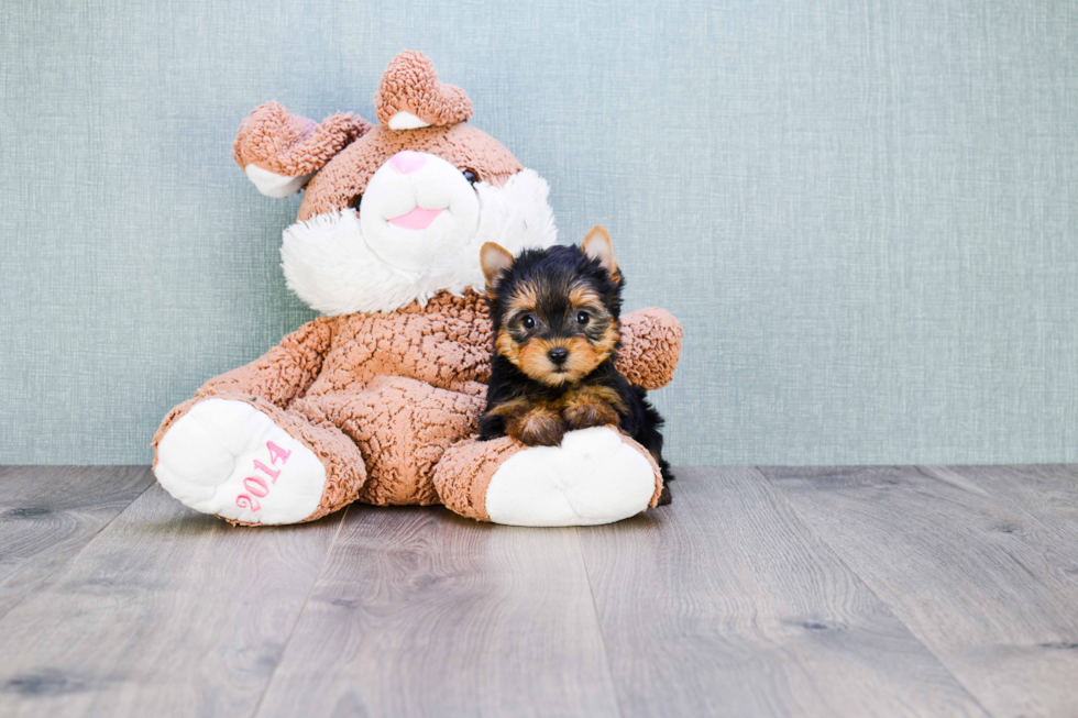 Meet Nugget - our Yorkshire Terrier Puppy Photo 