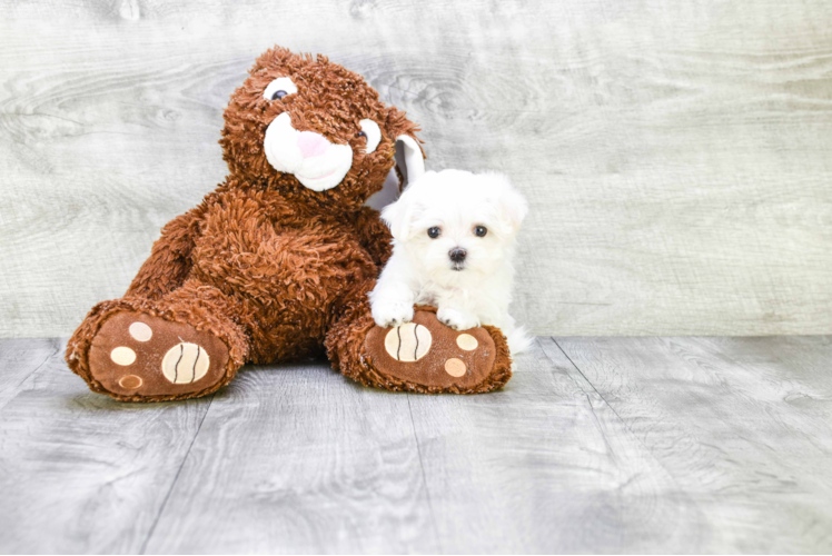 Smart Maltese Purebred Puppy