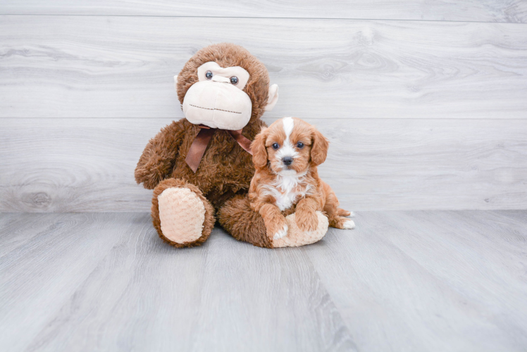 Funny Cavapoo Poodle Mix Pup