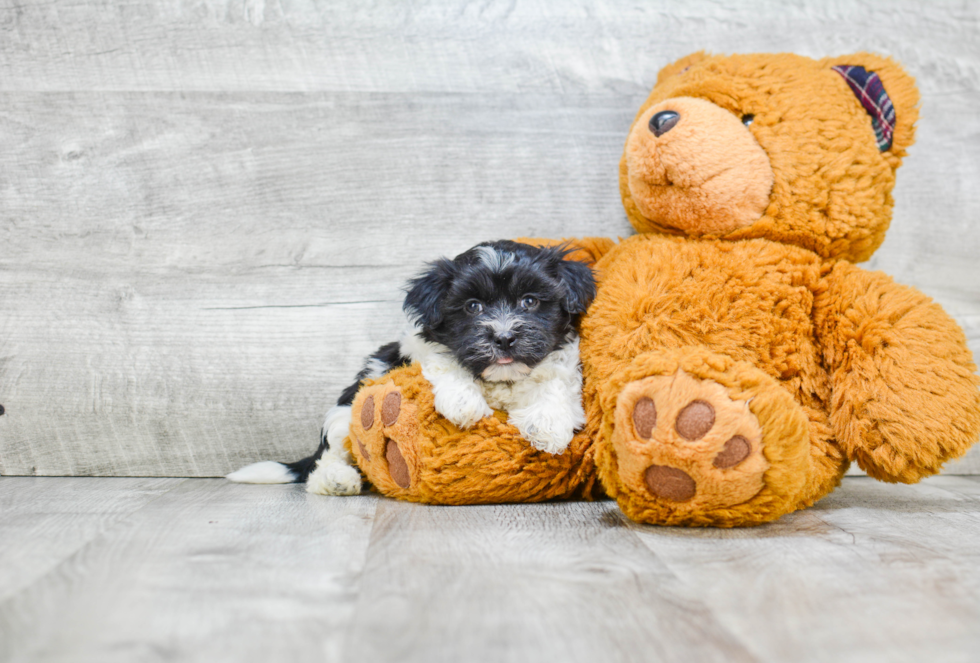 Havanese Pup Being Cute