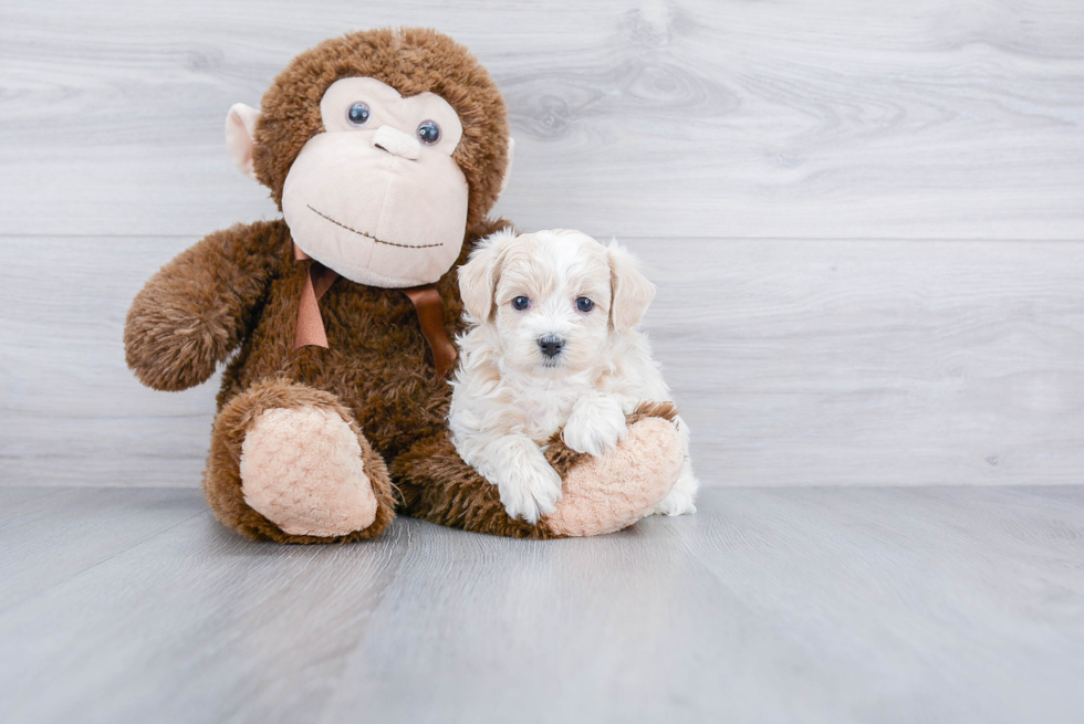 Petite Maltipoo Poodle Mix Pup