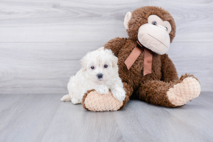 Cute Maltipoo Baby