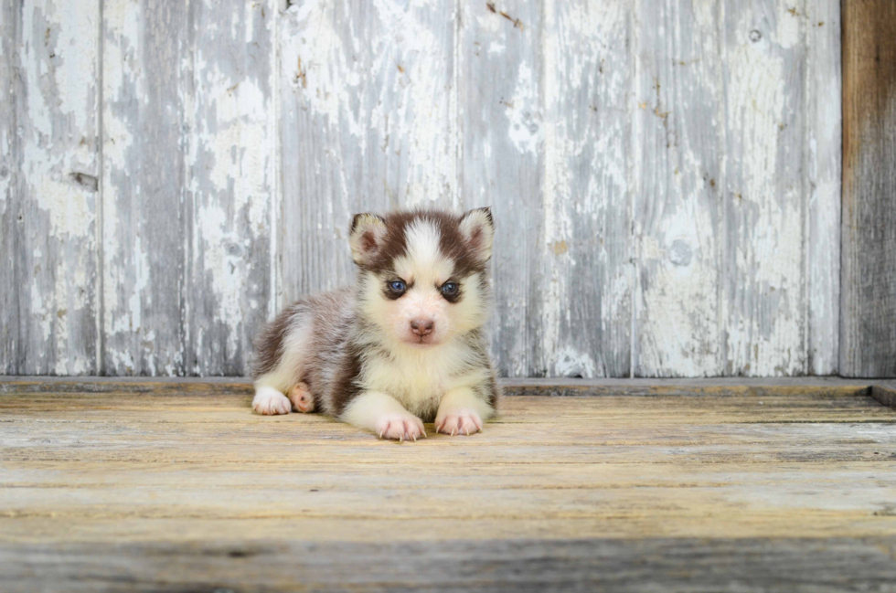 Petite Pomsky Designer Pup