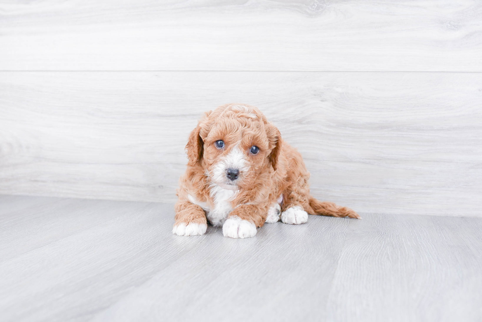 Cavapoo Puppy for Adoption